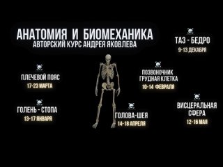 anatomy and biomechanics. author's course by andrei yakovlev. 2024/2025g.